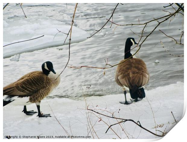 Canada geese Print by Stephanie Moore