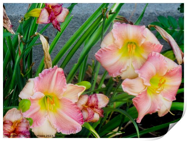 Pink lilies Print by Stephanie Moore