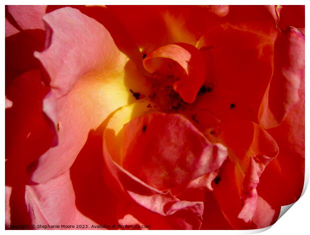 Red rose Print by Stephanie Moore