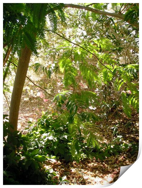 Backyard jungle Print by Stephanie Moore