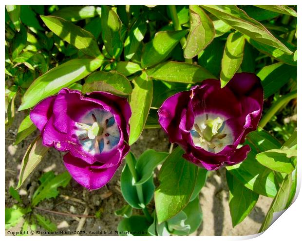 Purple tulips Print by Stephanie Moore