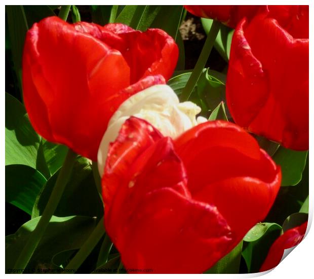 Red tulips Print by Stephanie Moore