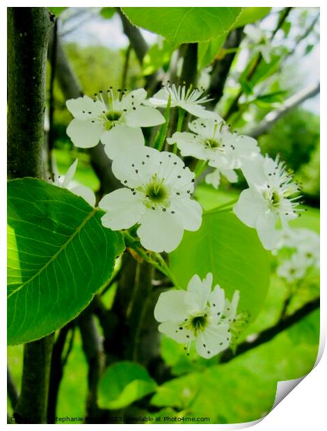 White apple blossoms Print by Stephanie Moore