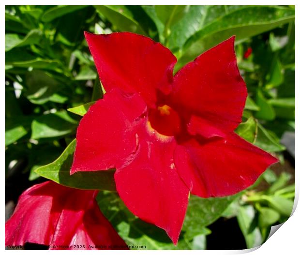 Red Flower Print by Stephanie Moore