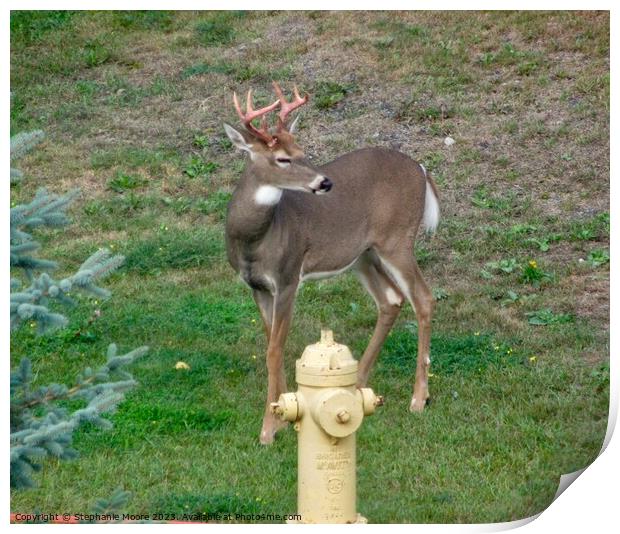 Young buck  Print by Stephanie Moore