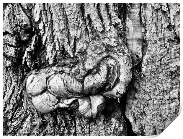 Textured Bark  Print by Stephanie Moore