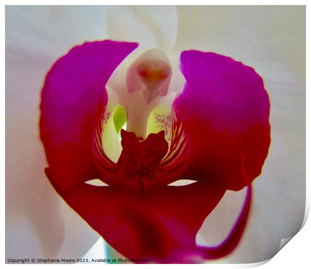 Orchid  Print by Stephanie Moore