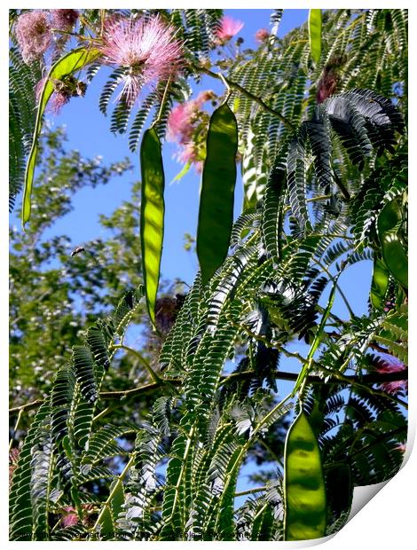 Mimosa seed pods Print by Stephanie Moore