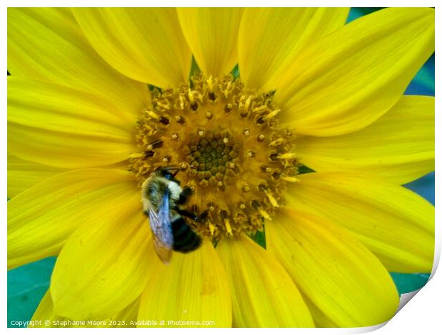Daisy and Bee Print by Stephanie Moore