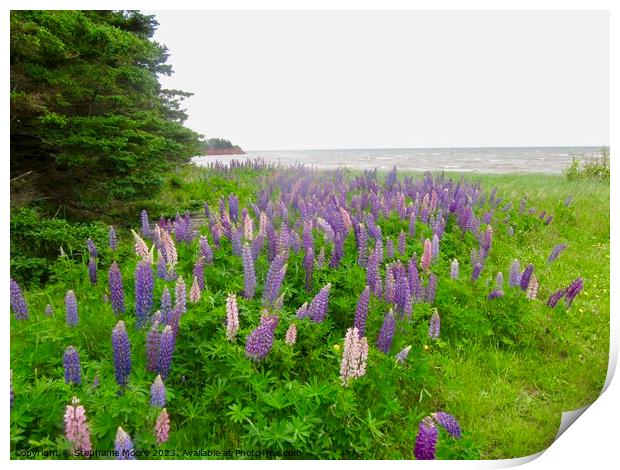 Lupins on the Shore Print by Stephanie Moore
