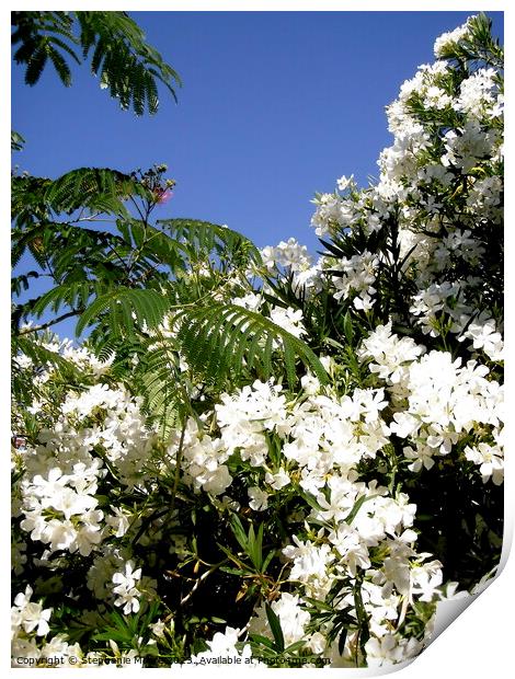 White oleanders Print by Stephanie Moore