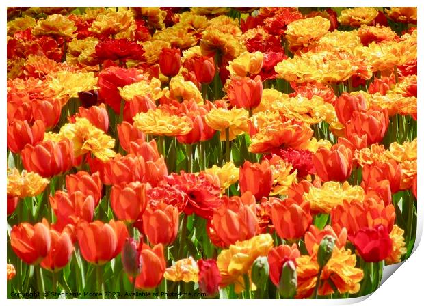 Red and Orange tulips Print by Stephanie Moore