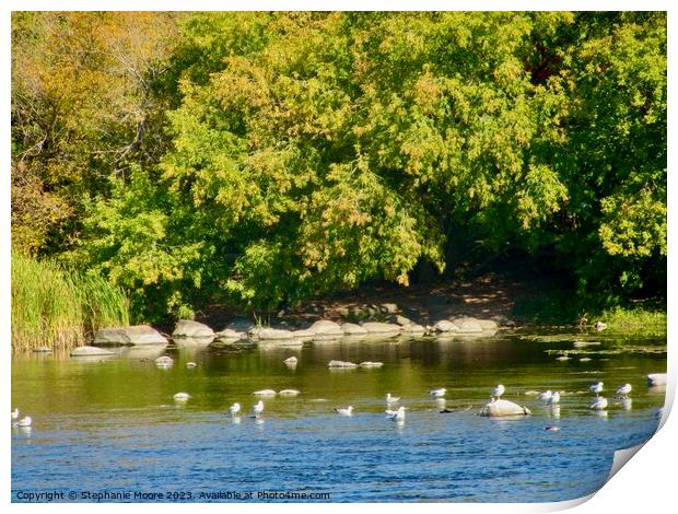 Shady bank of the Rideau River Print by Stephanie Moore