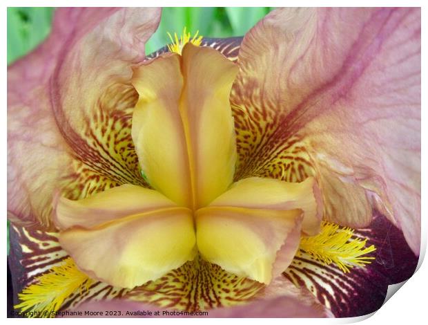 Pink and yellow iris Print by Stephanie Moore