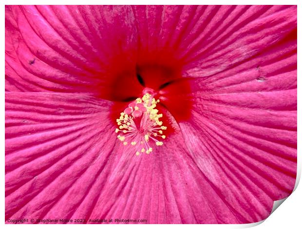 hibiscus closeup Print by Stephanie Moore