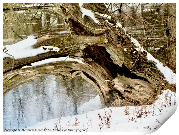 Fallen Tree Print by Stephanie Moore