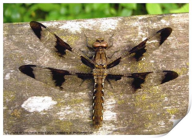 Dragonfly Print by Stephanie Moore