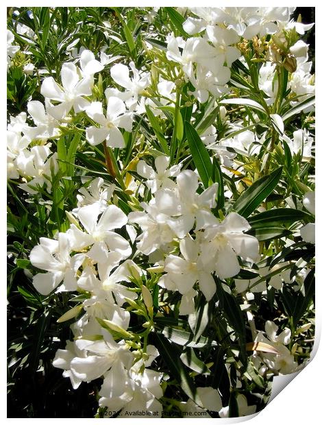 White oleanders Print by Stephanie Moore