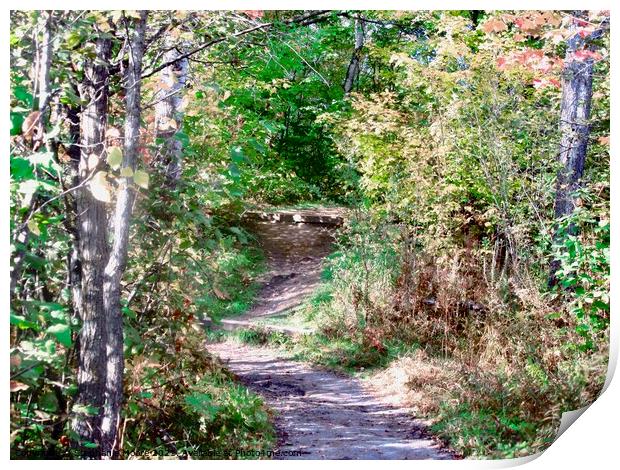 Forest path Print by Stephanie Moore