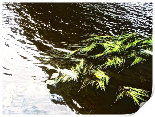 Weeds in the river Print by Stephanie Moore