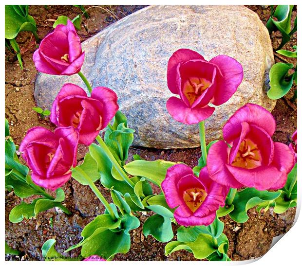 Pink Tulips Print by Stephanie Moore