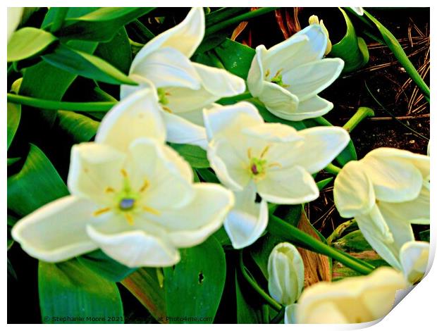 White tulips Print by Stephanie Moore