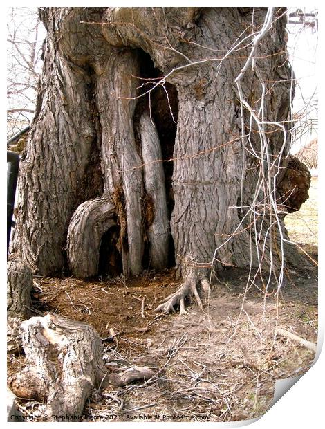 Very Ancient Tree Print by Stephanie Moore