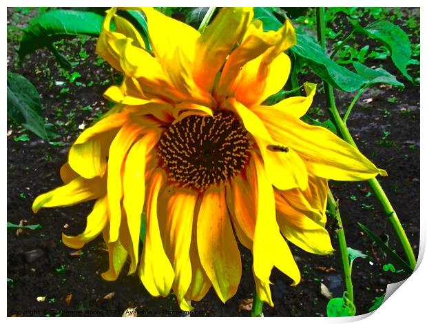 Sad Sunflower Print by Stephanie Moore