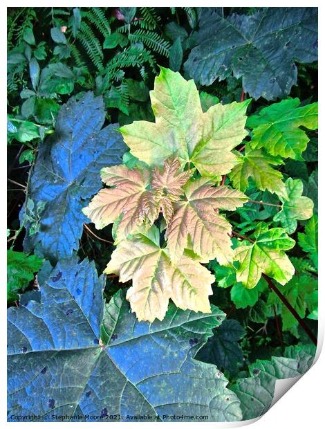 Colourful leaves Print by Stephanie Moore