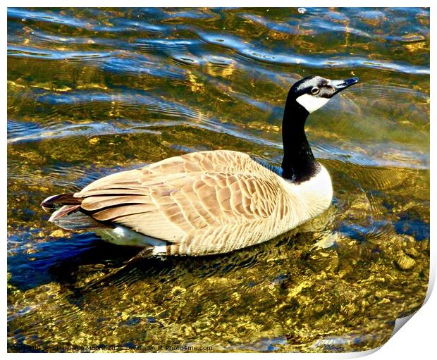 Canada Goose Print by Stephanie Moore