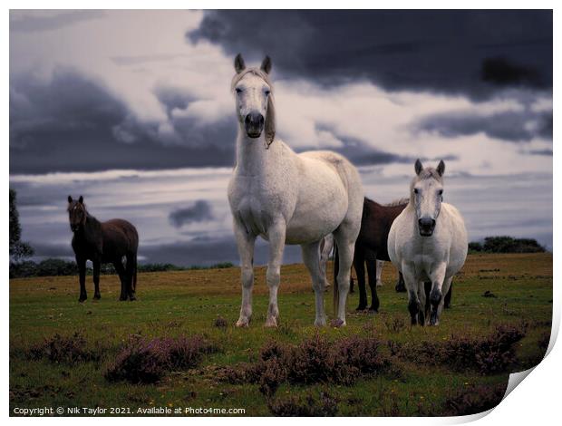 New Forest Ponies Print by Nik Taylor