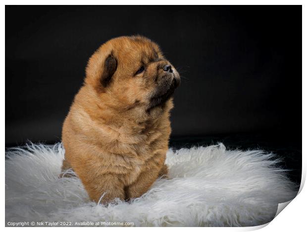 Chow Chow Puppy Print by Nik Taylor