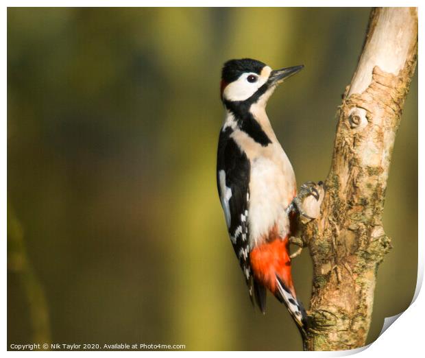 Greater Spotted Woodpecker Print by Nik Taylor