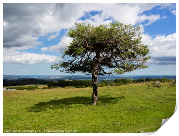 Dartmoor tree Print by Nik Taylor