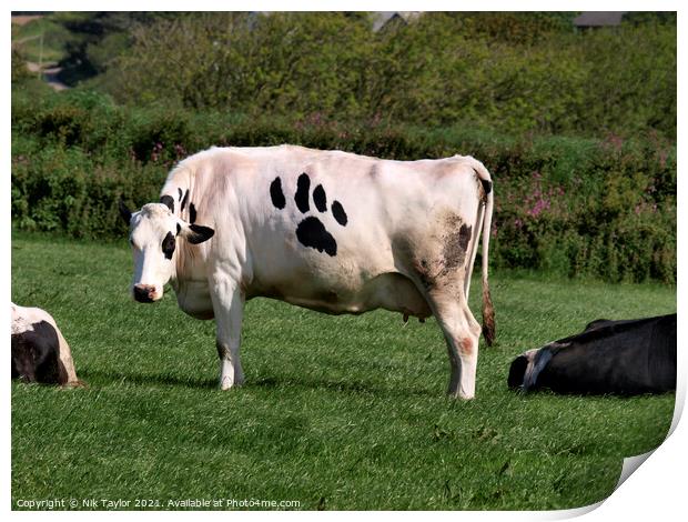 Cow with paw print Print by Nik Taylor