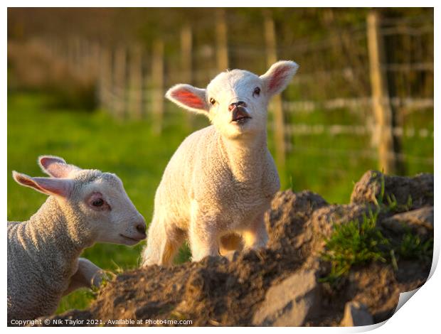 Cute young lamb Print by Nik Taylor