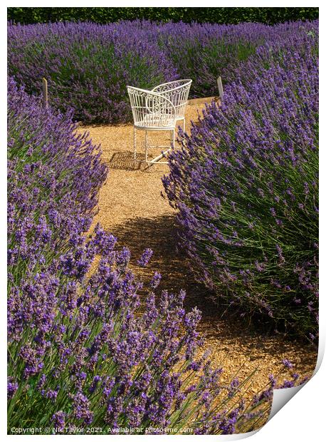 Love seat amongst lavender Print by Nik Taylor