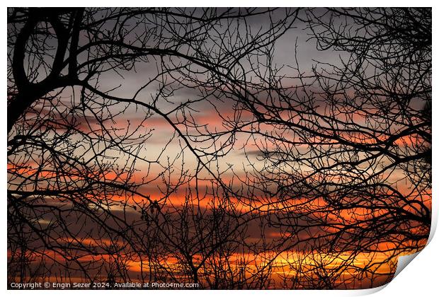 Bare tree branches in the sunset as abstract nature background Print by Engin Sezer