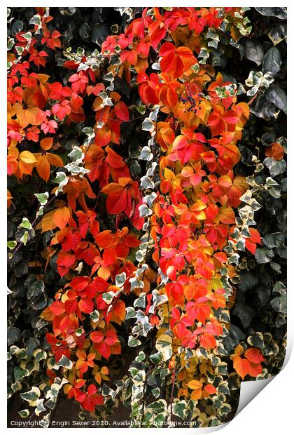 Red autumn leaves of an ivy Print by Engin Sezer