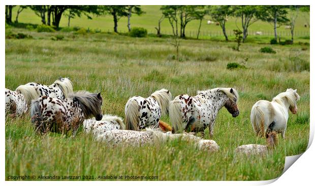 Appaloosa Horses on Dartmoor Print by Alexandra Lavizzari