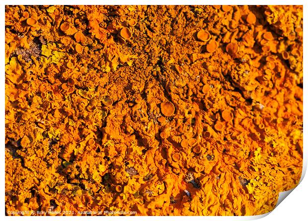 Xanthoria parietina Print by Rory Hailes