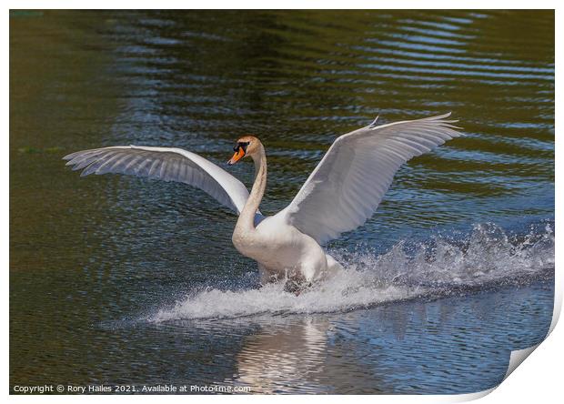 Swan with its wings out Print by Rory Hailes