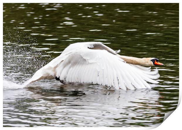 Swan in flight Print by Rory Hailes