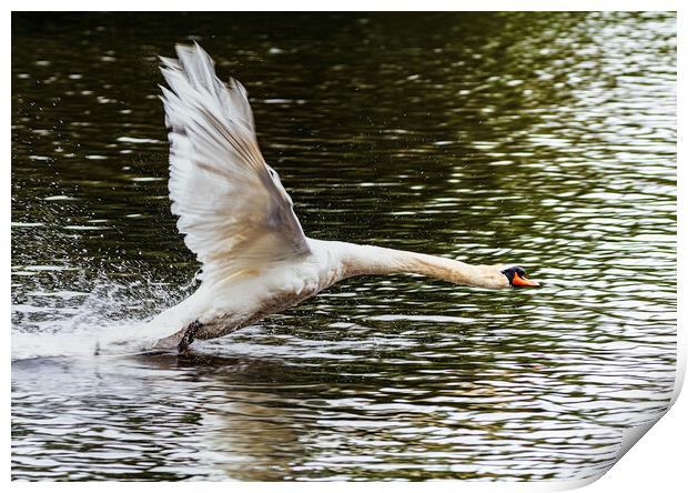 Swan inflight Print by Rory Hailes