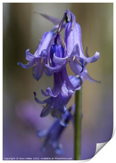 Blue bells in the woods Print by Rory Hailes