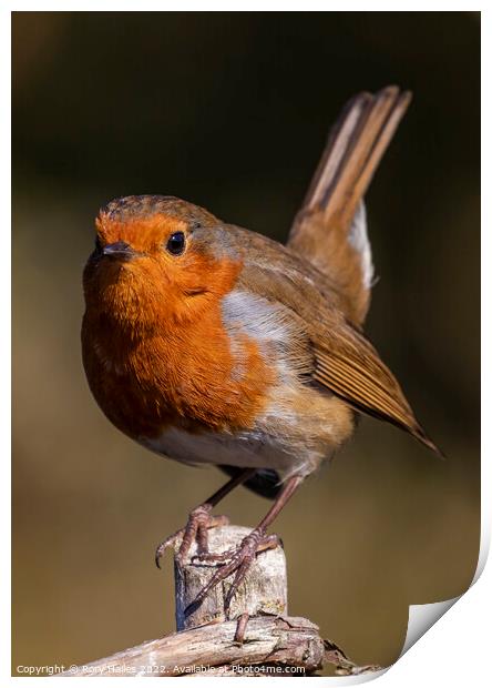 Robin catching some sunlight Print by Rory Hailes