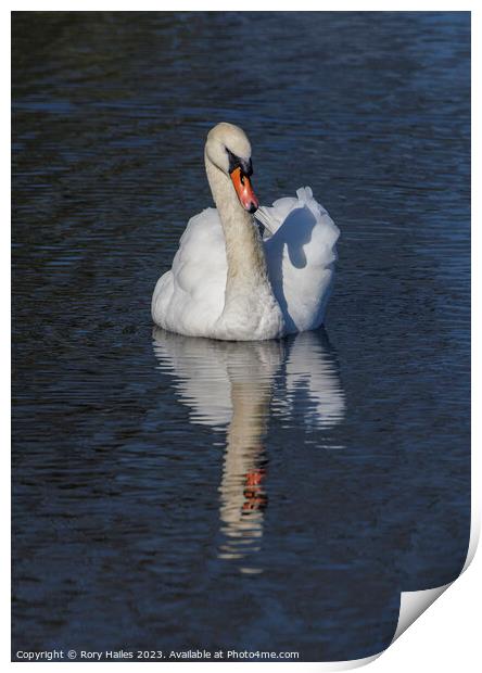 Adult Swan with reflection Print by Rory Hailes