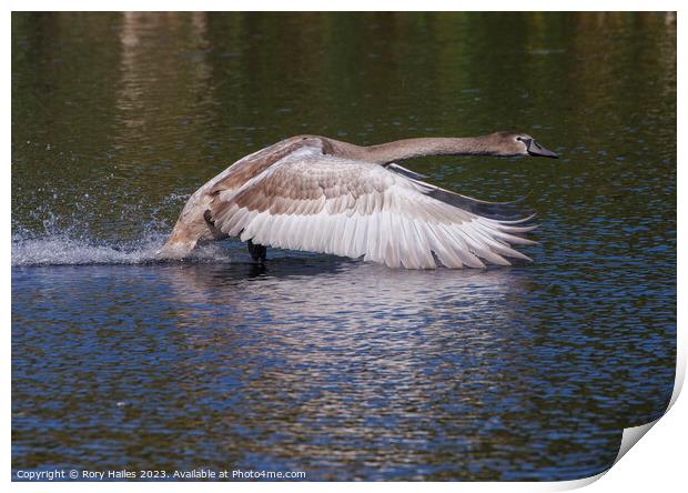 Juvenile Swan in flight Print by Rory Hailes