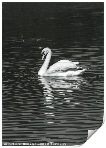 Swan with reflection Print by Rory Hailes