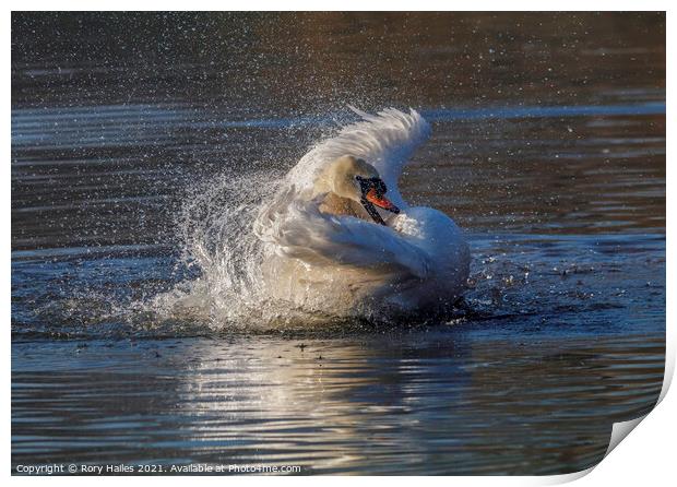 Swan having a splash Print by Rory Hailes